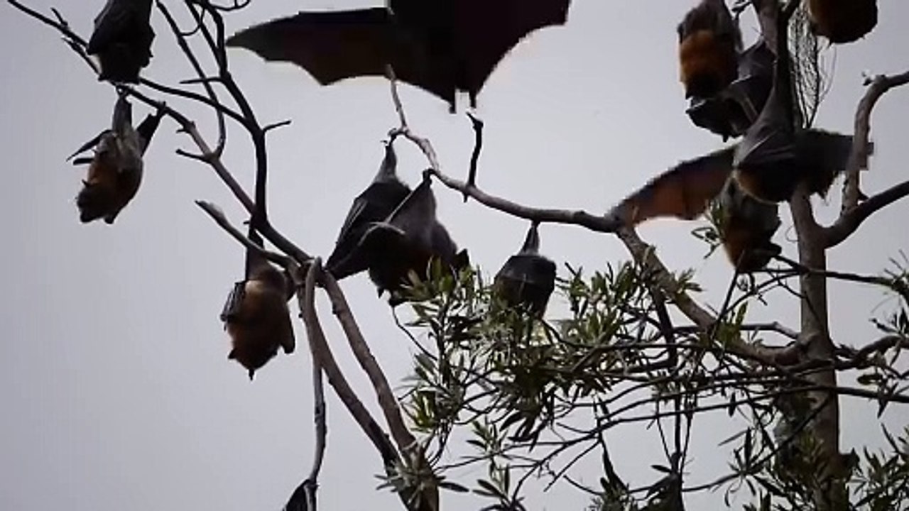 Bats video Dailymotion