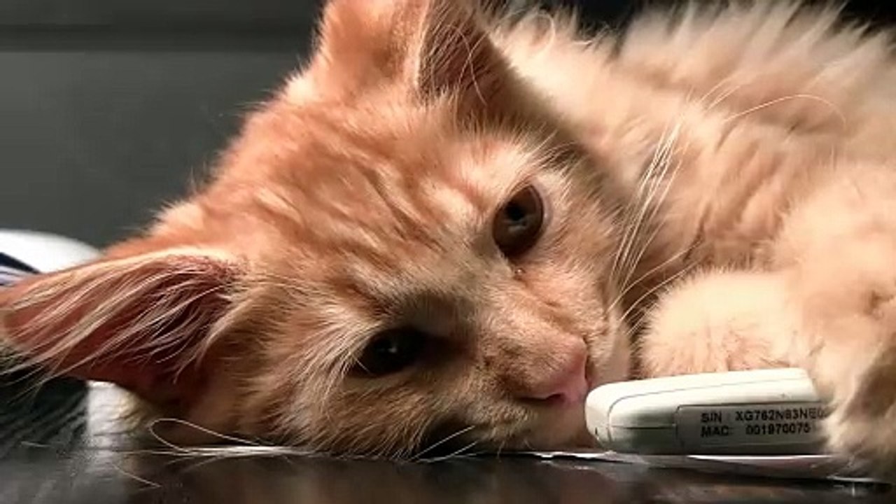 Cute Cat