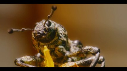 A Real Bug's Life S01 Trailer 🐞 – Entdecke eine faszinierende Welt der Käfer