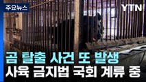 곰 탈출 사건 또 발생...사육 금지법은 국회 계류 중 / YTN