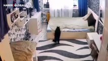 Düzelttiği yatağı bozan yavrusunu pataklayan anne kedi kahkahaya boğdu