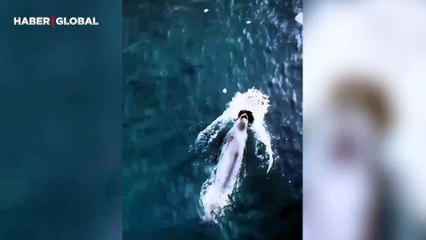 Yaptığı taklit ile ölmekten kurtulan penguenin görüntüleri izlenme rekoru kırdı