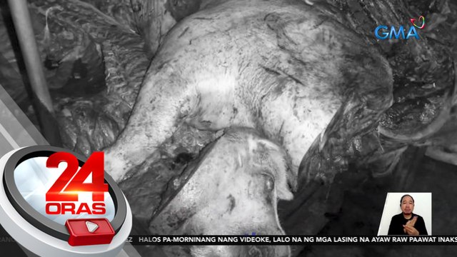 Nasa 300kg ng botcha na hinihinalang ihahalo sa processed food, nasabat sa Maynila | 24 Oras