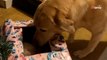 Il offre un cadeau de Noël en avance à son chien : la réaction du toutou laisse 12 000 spectateurs sans voix (vidéo)