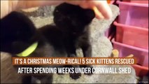 It's A Christmas Meow-rical! 5 Sick Kittens Rescued After Spending Weeks Under Cornwall Shed