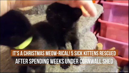 It's A Christmas Meow-rical! 5 Sick Kittens Rescued After Spending Weeks Under Cornwall Shed