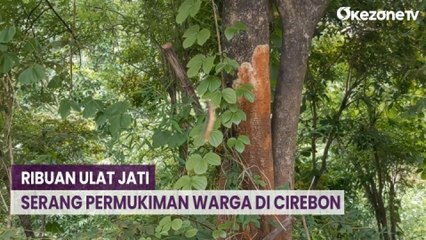 Ribuan Ulat Jati Serang Permukiman Warga di Cirebon, Begini Penampakannya