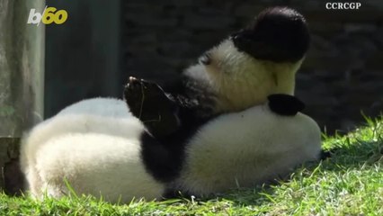 This Mother Panda Just Wanted a Nap But Her Kid Wanted to Play