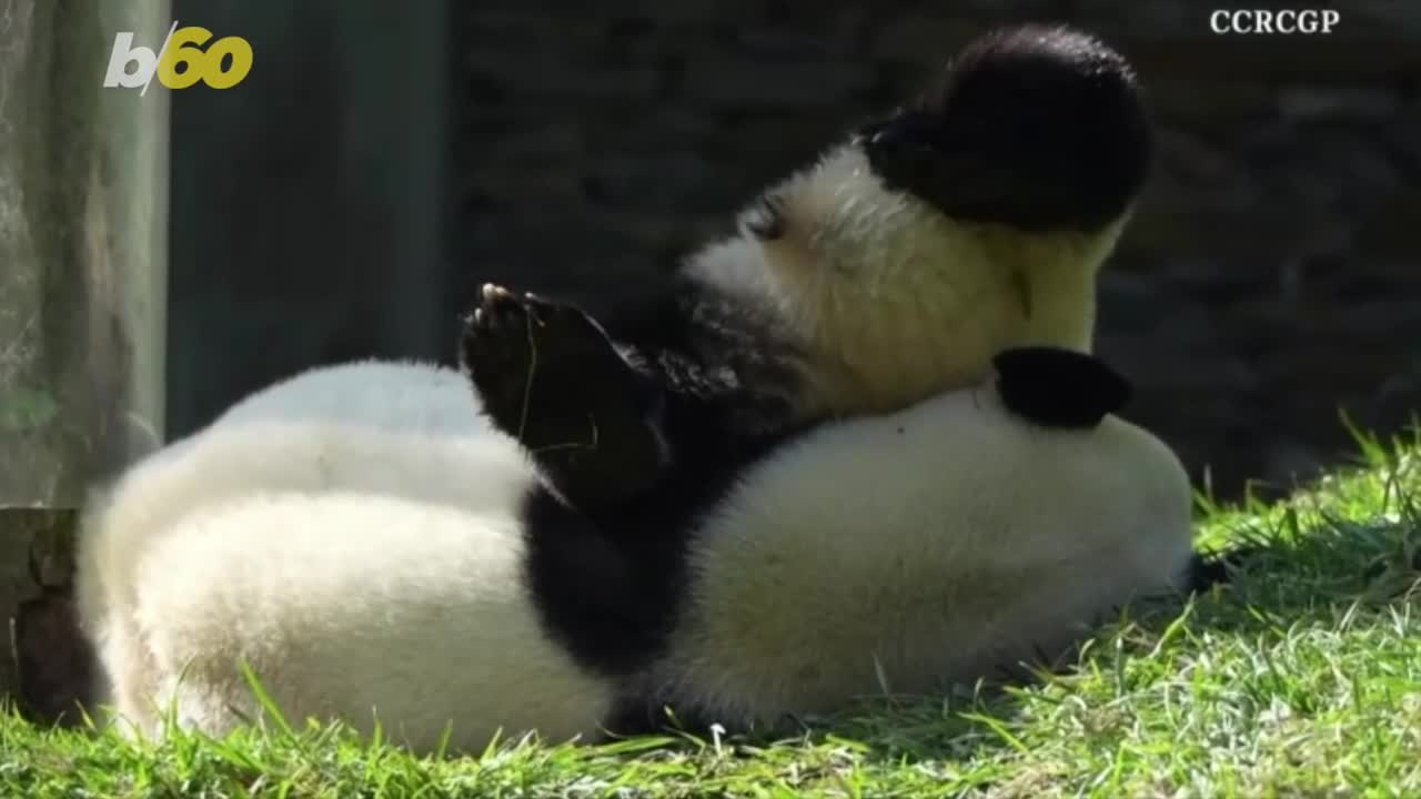 This Mother Panda Just Wanted a Nap But Her Kid Wanted to Play