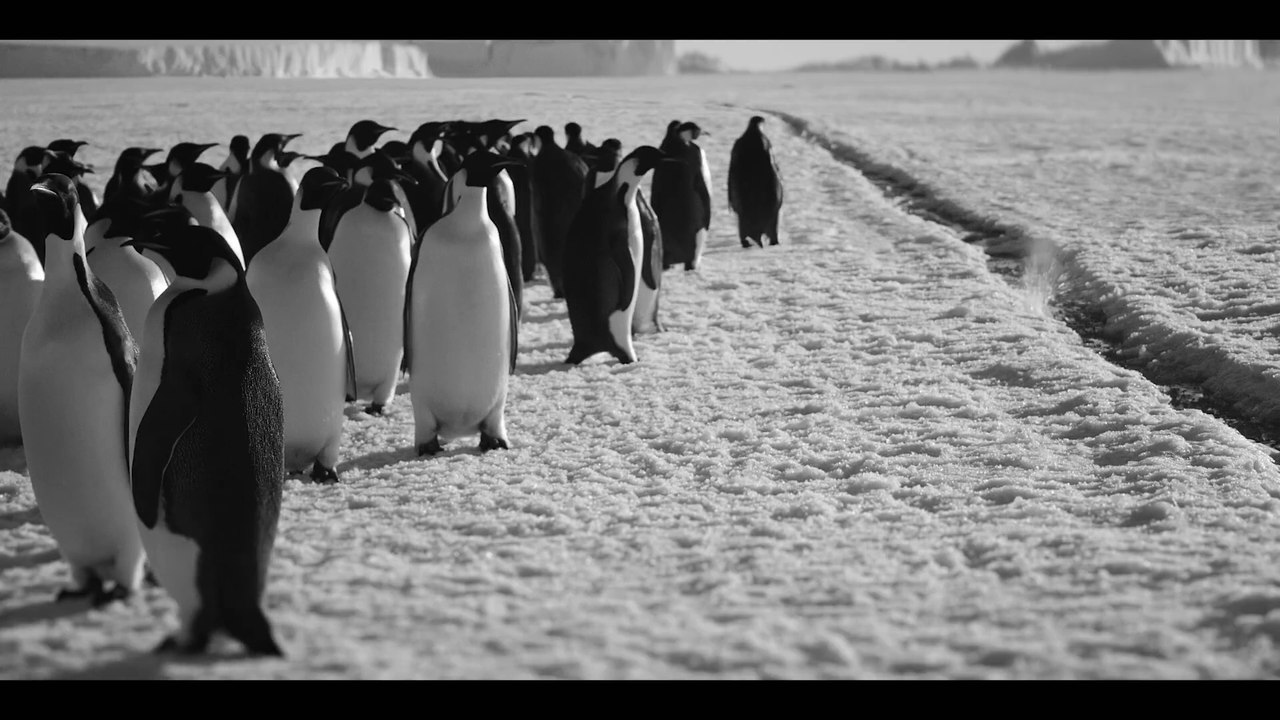 Rückkehr zum Land der Pinguine - Trailer (Deutsch) HD