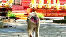 Million Heartbreaking...!, Sarika Mother Pulls Baby Saro Across The Ground (720p_25fps_H264-192kbit_AAC)