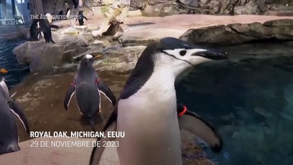 Los pingüinos duermen sólo unos segundos miles de veces al día, según un estudio