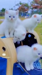 cute chats   mignonnes