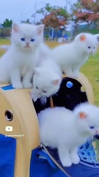 cute chats mignonnes