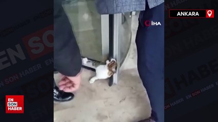 Ankara'da döner kapıya sıkışan kedi kurtarıldı
