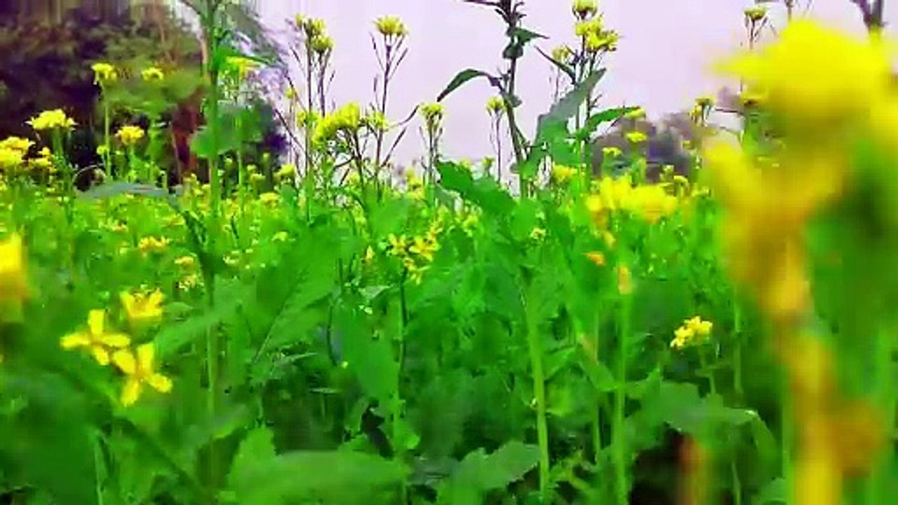 Flower garden