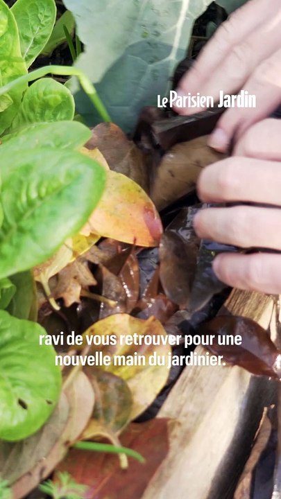 Protection Des L Gumes Au Potager Contre Le Gel Et Le Froid