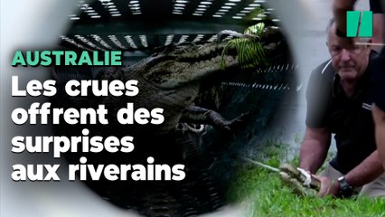 Avec les inondations, les crocodiles se baladent en plein de milieu de ces villes australiennes