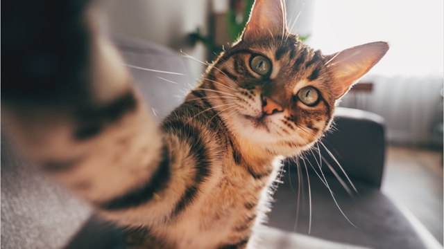 Ihr wollt wissen, wie es eurer Katze geht: KI kann ihre Gesichtsausdrücke deuten