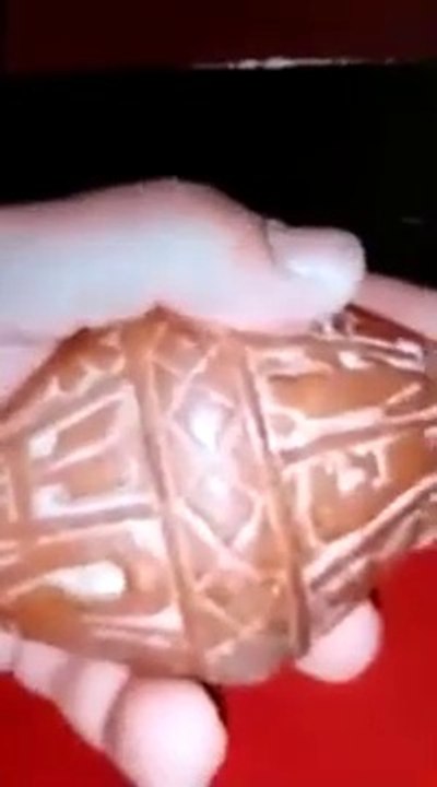 مجموعة نادرة جدا من اثار مصر الفرعونية ممكن تشاهدها لاول مرة على قناتى تراث مصر العظيم لا يقدر بثمن
