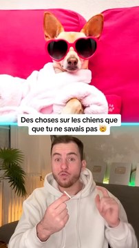 Des choses sur les chiens que tu ne savais pas !