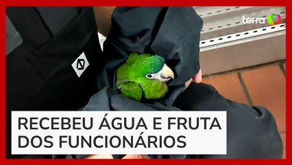 Filhote de arara 'sorri' após ser resgatada em estação do Metrô de SP