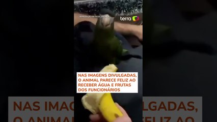 Filhote de arara 'sorri' após ser resgatada em estação do Metrô de SP #shorts