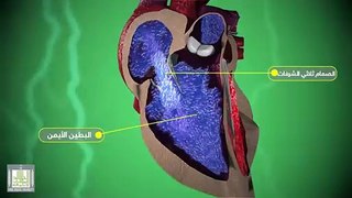 كيف يعمل القلب