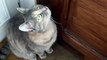Magical Meows: Sounds That Cats Can't Resist