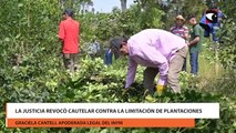 La justicia revocó cautelar contra la limitación de plantaciones