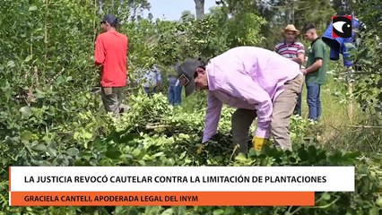 La justicia revocó cautelar contra la limitación de plantaciones