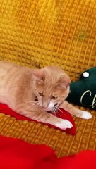 I Made Christmas Gift For My Cat Shorts