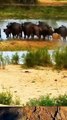 lions vs buffalos big fight #animals #shortvideo #viral