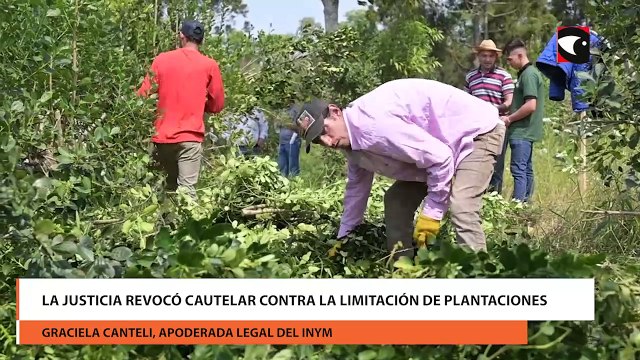 La justicia revocó cautelar contra la limitación de plantaciones