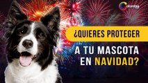 Mascotas y fuegos artificiales: Así reducirás el daño por la pirotecnia