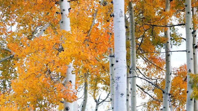 Relaxing Music for Stress Relief. Calm Piano Music. Sleep Music. Relaxation (1)