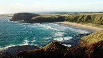 Fire retardant trees planted for Phillip Island penguins