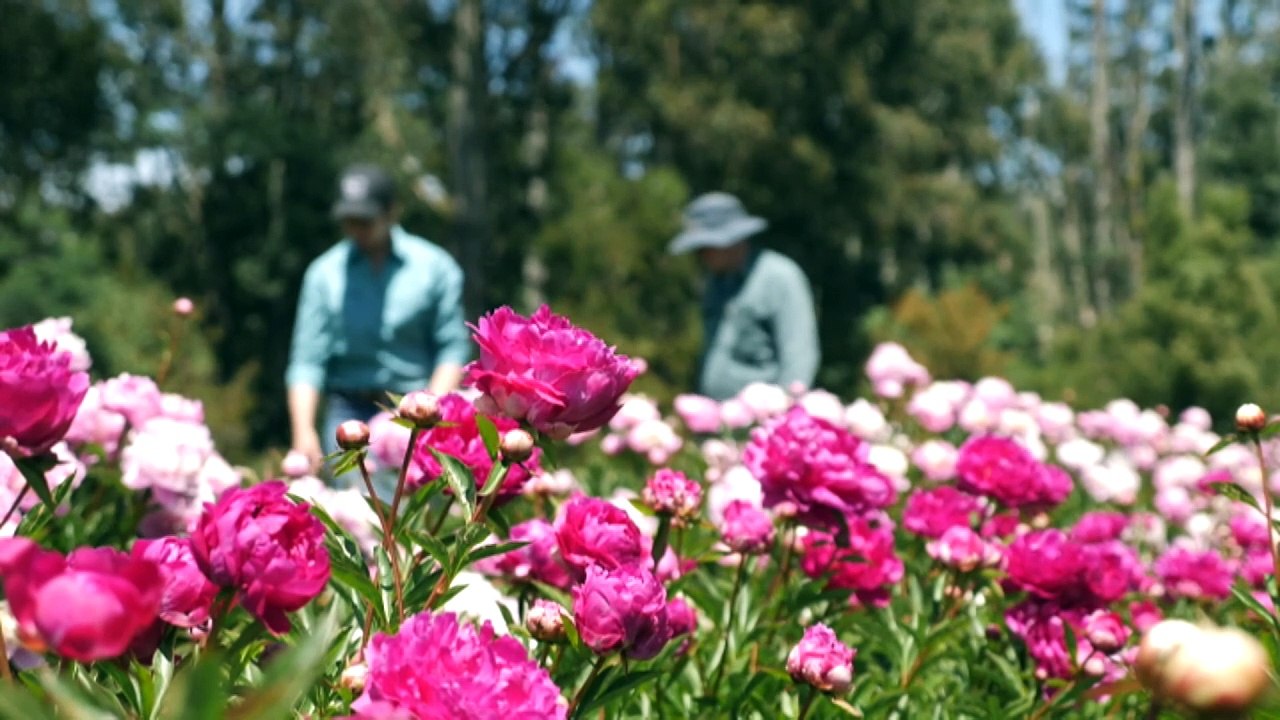 New research to potentially open up revenue for Peony growers