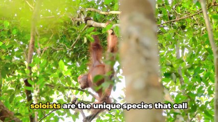 @ Borneo Unveiled_ A Journey into the Wild