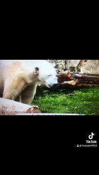 Moscow Zoo celebrates the birthday of the most beautiful bear