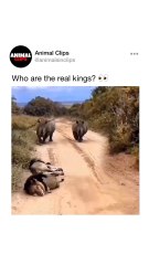 the real king of the jungle?