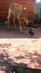 VID-20220721-WA0123