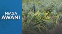 Niaga AWANI: Industri nanas negara berpotensi dikembangkan di Sarawak - LPNM