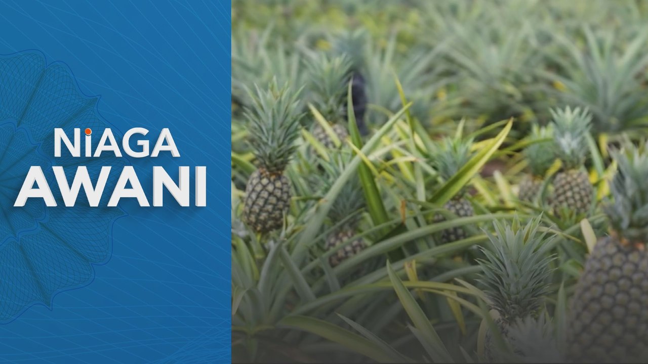 Niaga AWANI: Industri nanas negara berpotensi dikembangkan di Sarawak - LPNM