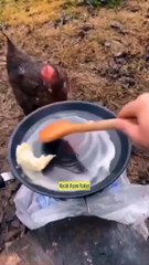 Ayam Potong Sial Durhaka Akhirnya Dipotong Majikannya Karena Jail