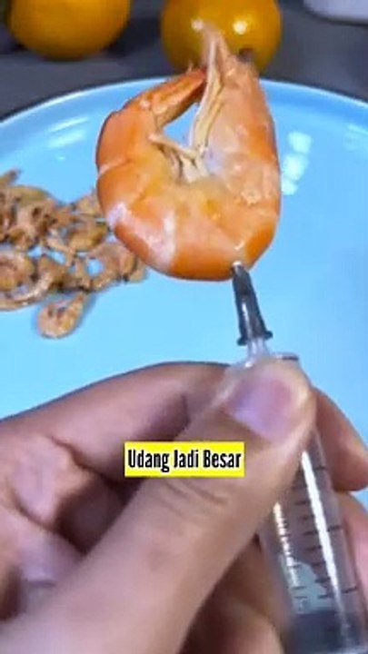 Merubah Udang Kecil Menjadi Besar Dengan Cara Disuntik Angin