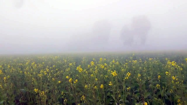 प्रदेश में सर्दी के तेवर तीखे, कोहरा छाया