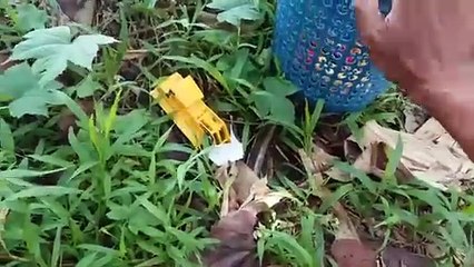 Dodo Dino sedang mencari mainan yang seru dan penuh kegembiraan.