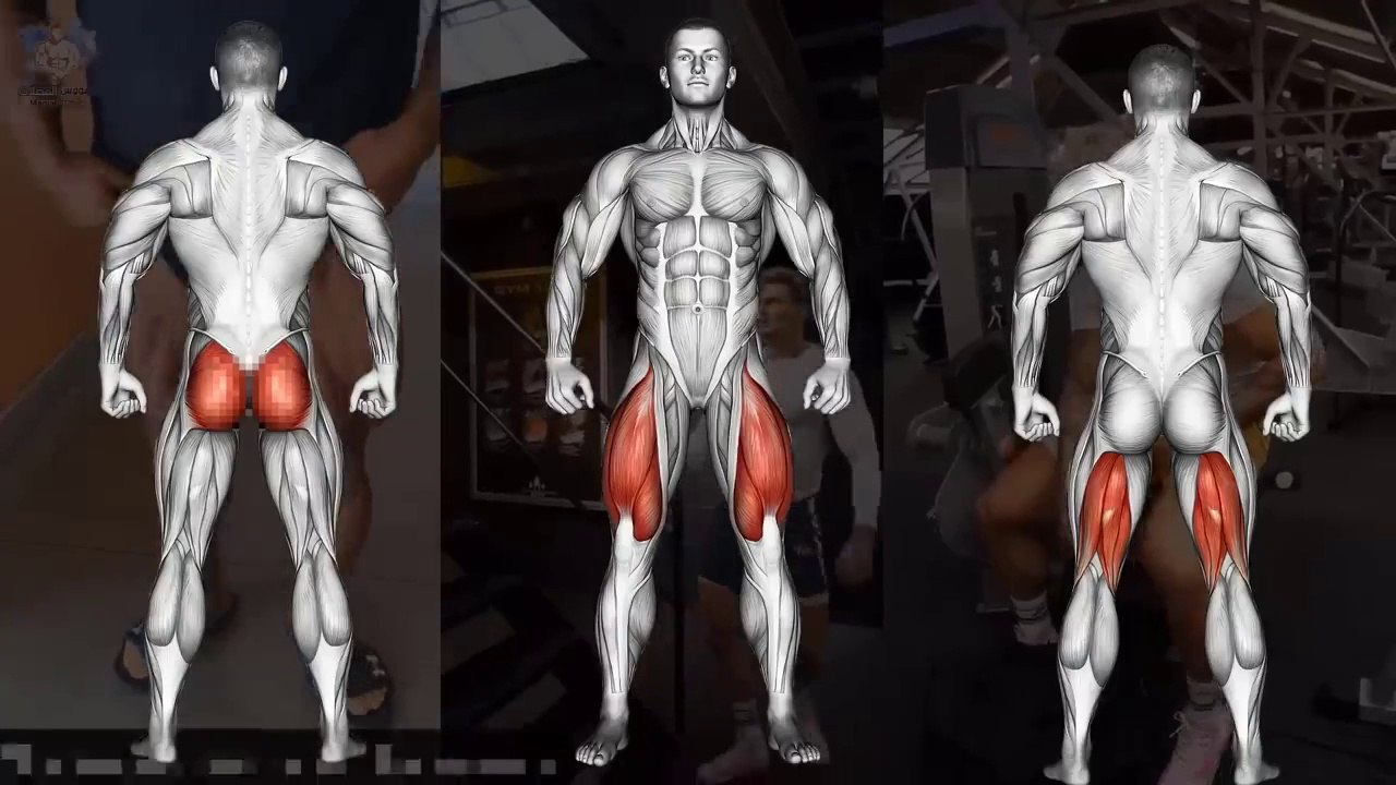10 BEST LEG EXERCISES TO GET WIDE THIGH WORKOUT !