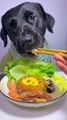 Dog Eating Sea Food | Hungary Dog | Animals Funny Reactions | Animals Funny Moments | Cute Pets #animal #pets #dog #doglover #cutepuppies #fun #love #cute #beautiful #funny